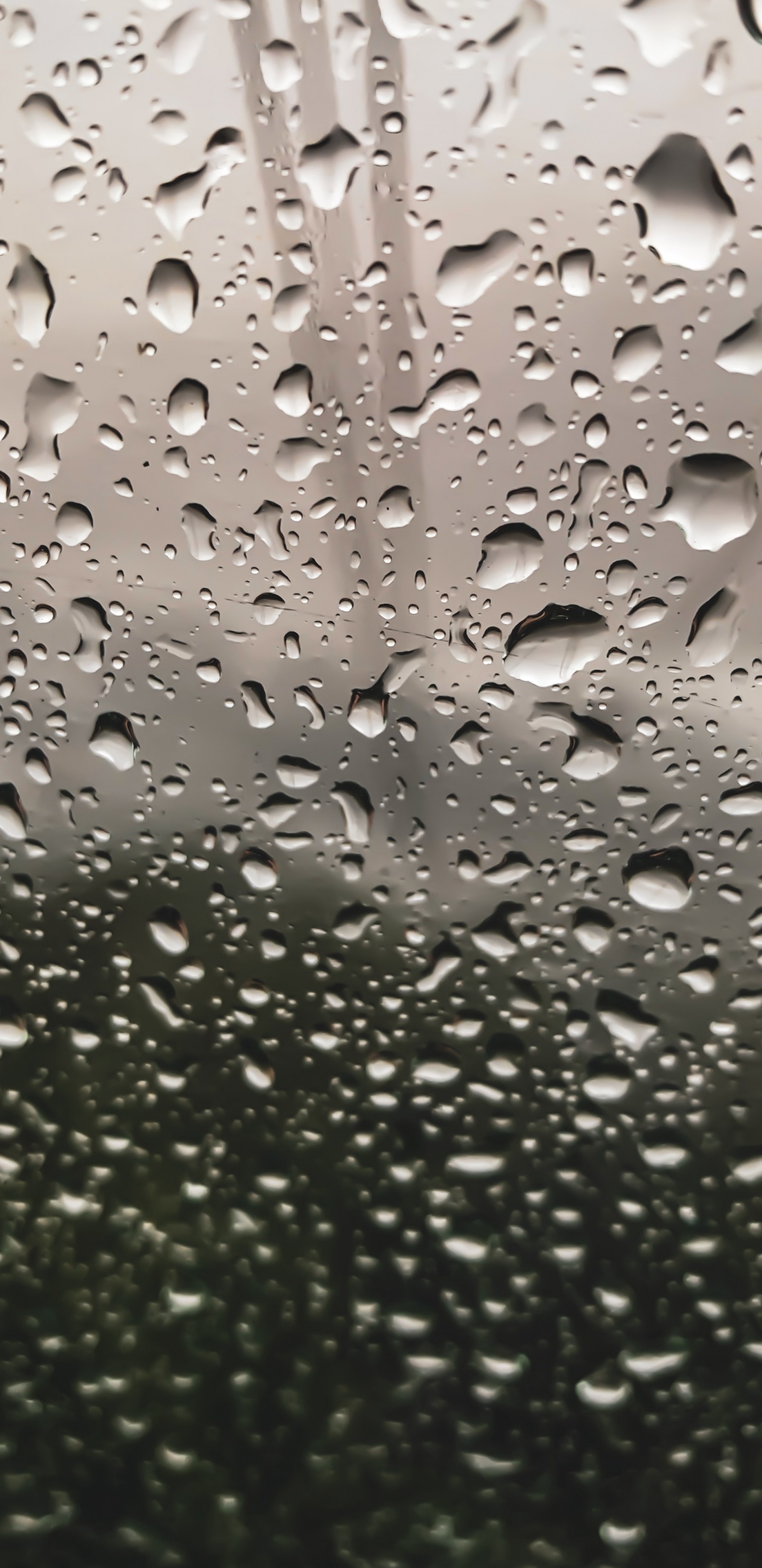 Lluvia, Rocío, Agua, Llovizna, Humedad. Wallpaper in 1440x2960 Resolution