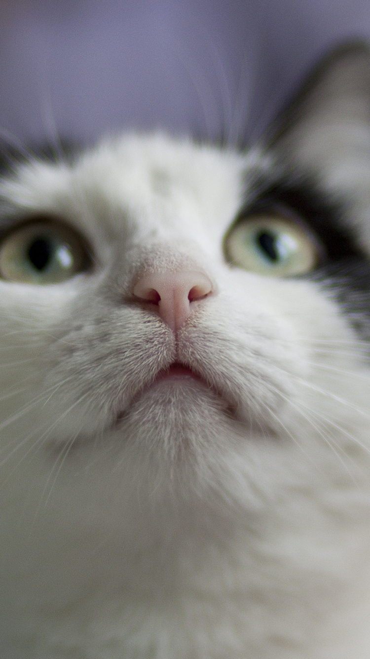 Gato Blanco y Negro Con Ojos Azules. Wallpaper in 750x1334 Resolution