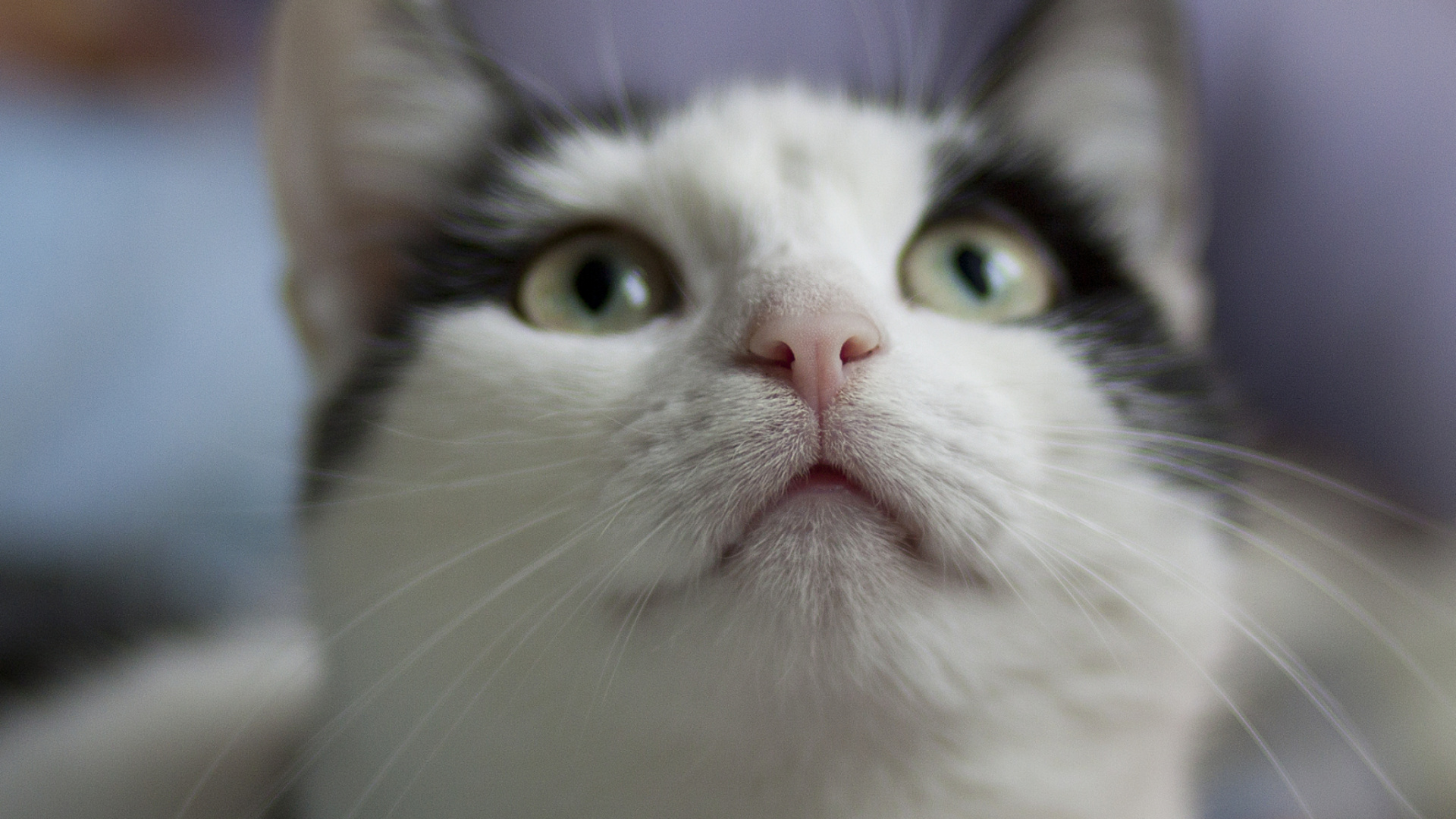 Weiße Und Schwarze Katze Mit Blauen Augen. Wallpaper in 1920x1080 Resolution