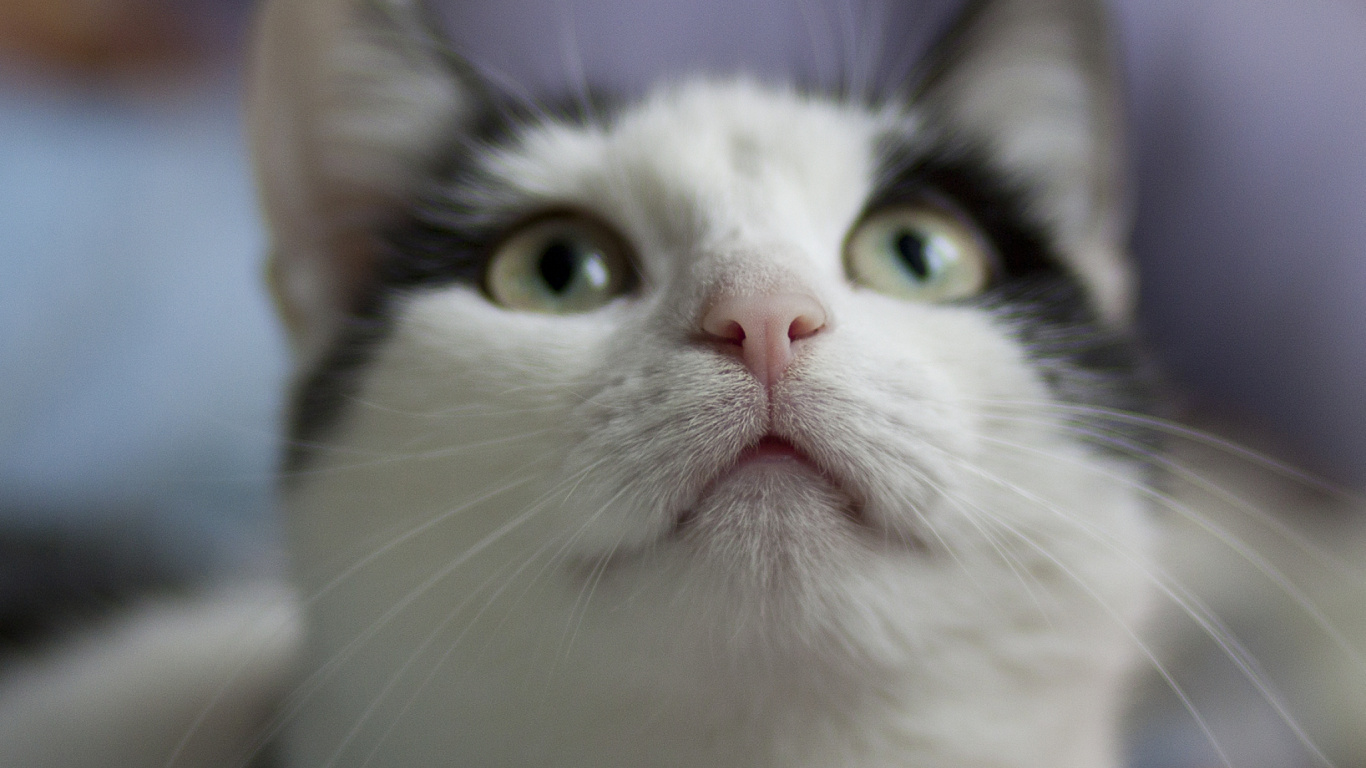 Chat Blanc et Noir Aux Yeux Bleus. Wallpaper in 1366x768 Resolution