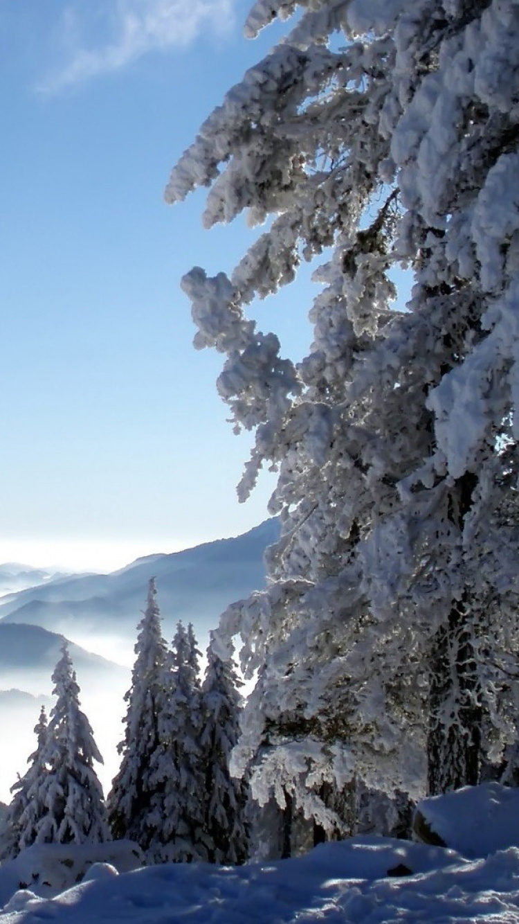 Snow Covered Trees Under Blue Sky During Daytime. Wallpaper in 750x1334 Resolution