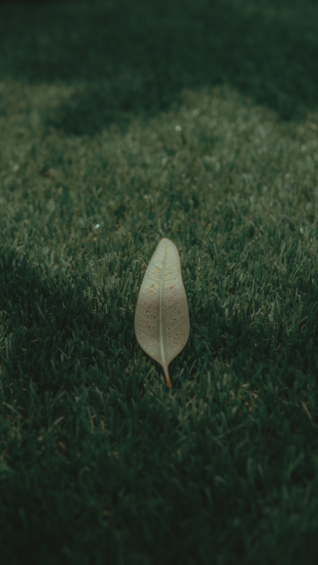 Verde, Ambiente, Prado, Nokia 5800 Xpressmusic, Nokia N8. Wallpaper in 1080x1920 Resolution