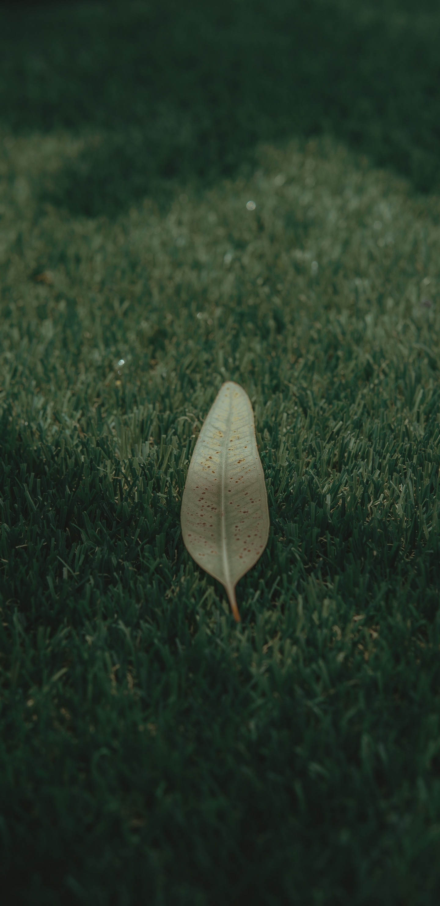 Grass, Green, Leaf, Atmosphere, Plant. Wallpaper in 1440x2960 Resolution