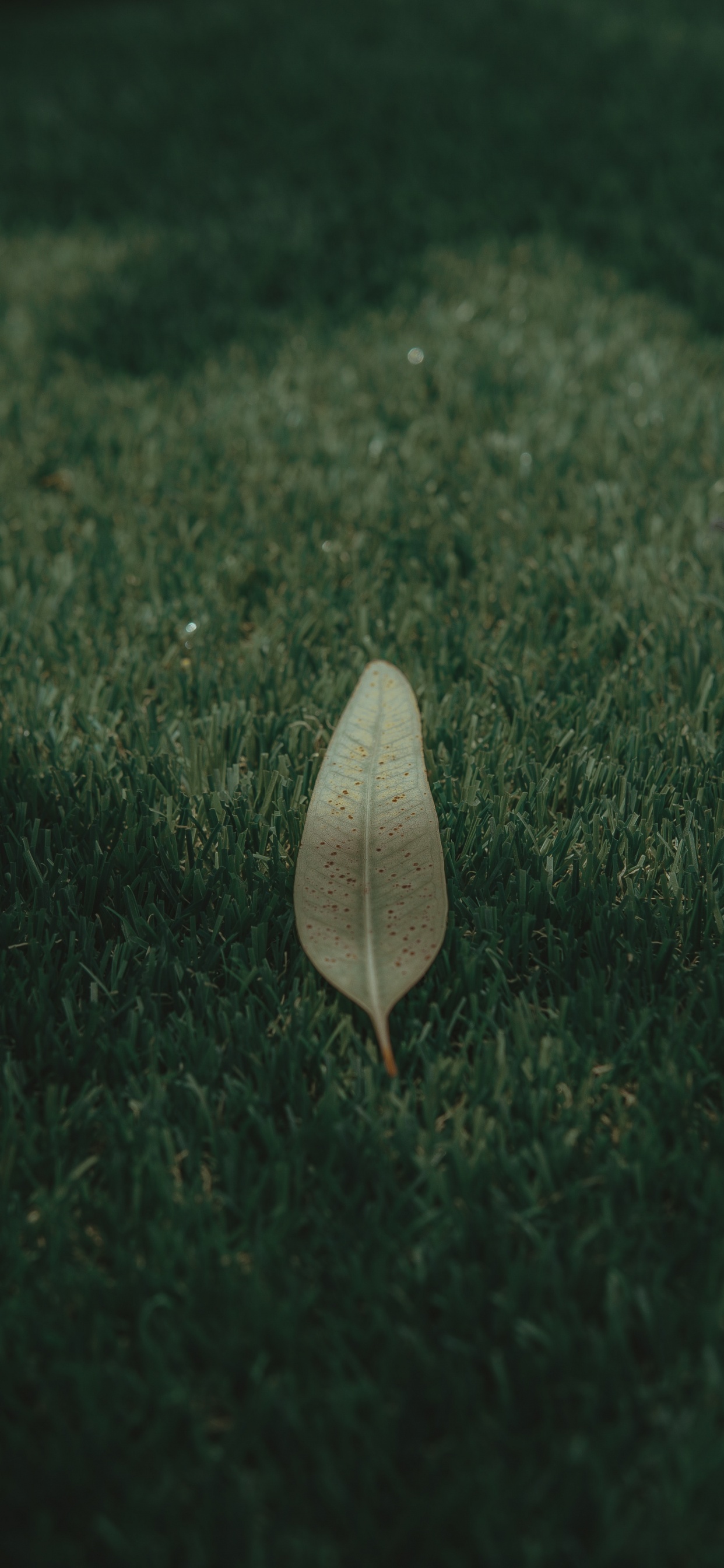 Green, Feuille, Atmosphère, Pelouse, Nokia 5800 Xpressmusic. Wallpaper in 1242x2688 Resolution