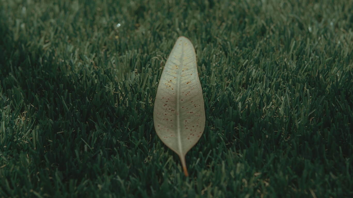 Green, Feuille, Atmosphère, Pelouse, Nokia 5800 Xpressmusic. Wallpaper in 1366x768 Resolution