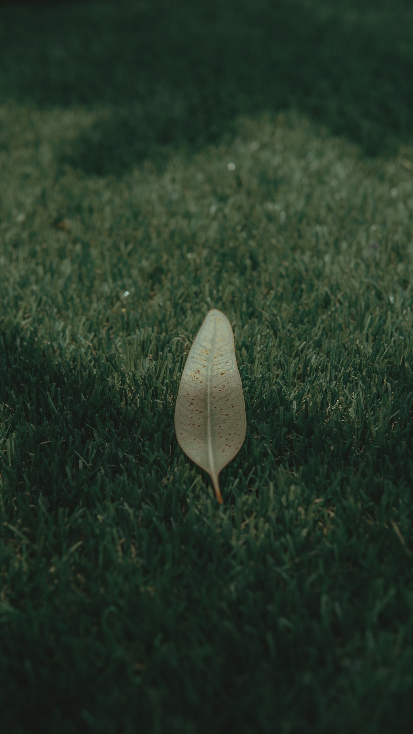 Green, Feuille, Atmosphère, Pelouse, Nokia 5800 Xpressmusic. Wallpaper in 1440x2560 Resolution