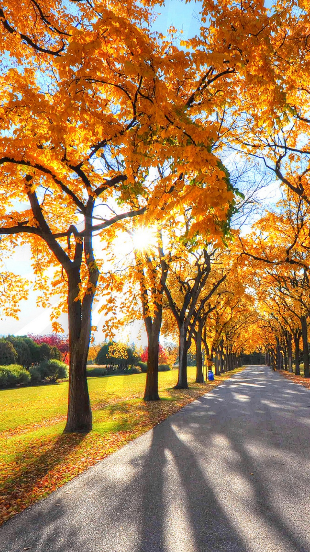 Brown Trees on Green Grass Field During Daytime. Wallpaper in 1080x1920 Resolution