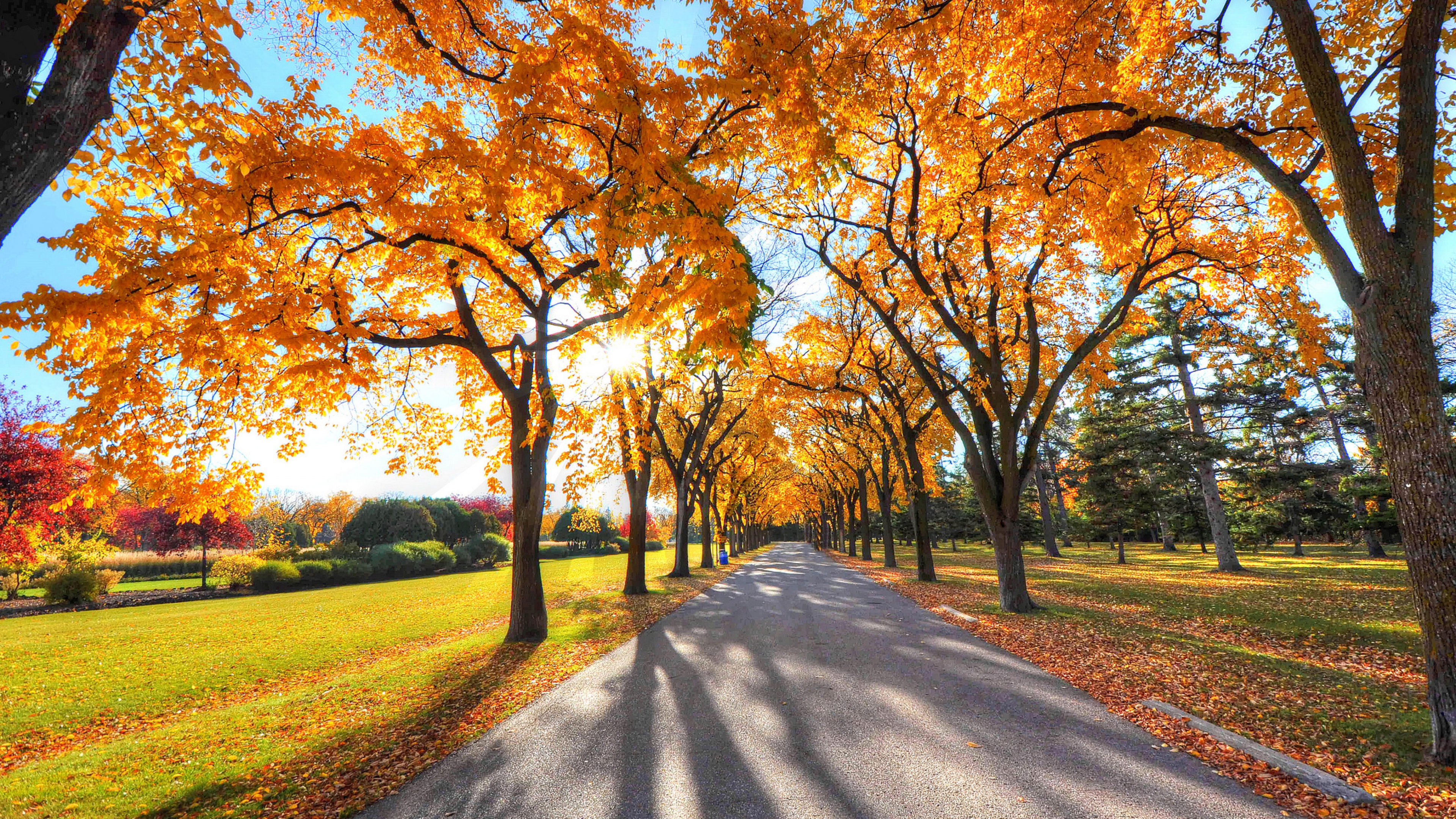 Brown Trees on Green Grass Field During Daytime. Wallpaper in 3840x2160 Resolution