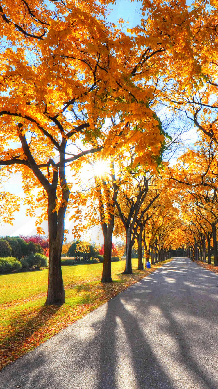 Brown Trees on Green Grass Field During Daytime. Wallpaper in 750x1334 Resolution