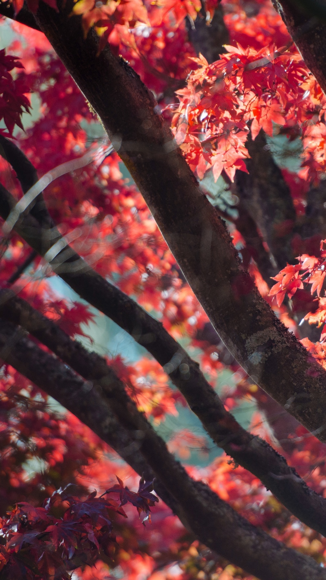 Herbst, Baum, Blatt, Woody Pflanze, Branch. Wallpaper in 1080x1920 Resolution