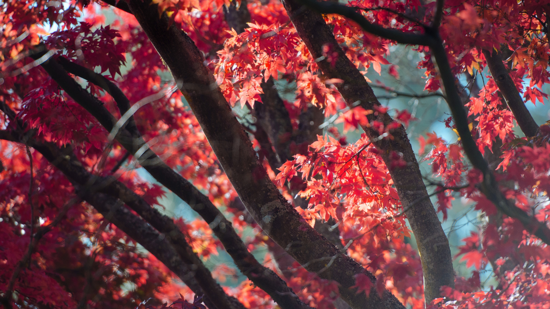 Herbst, Baum, Blatt, Woody Pflanze, Branch. Wallpaper in 1920x1080 Resolution