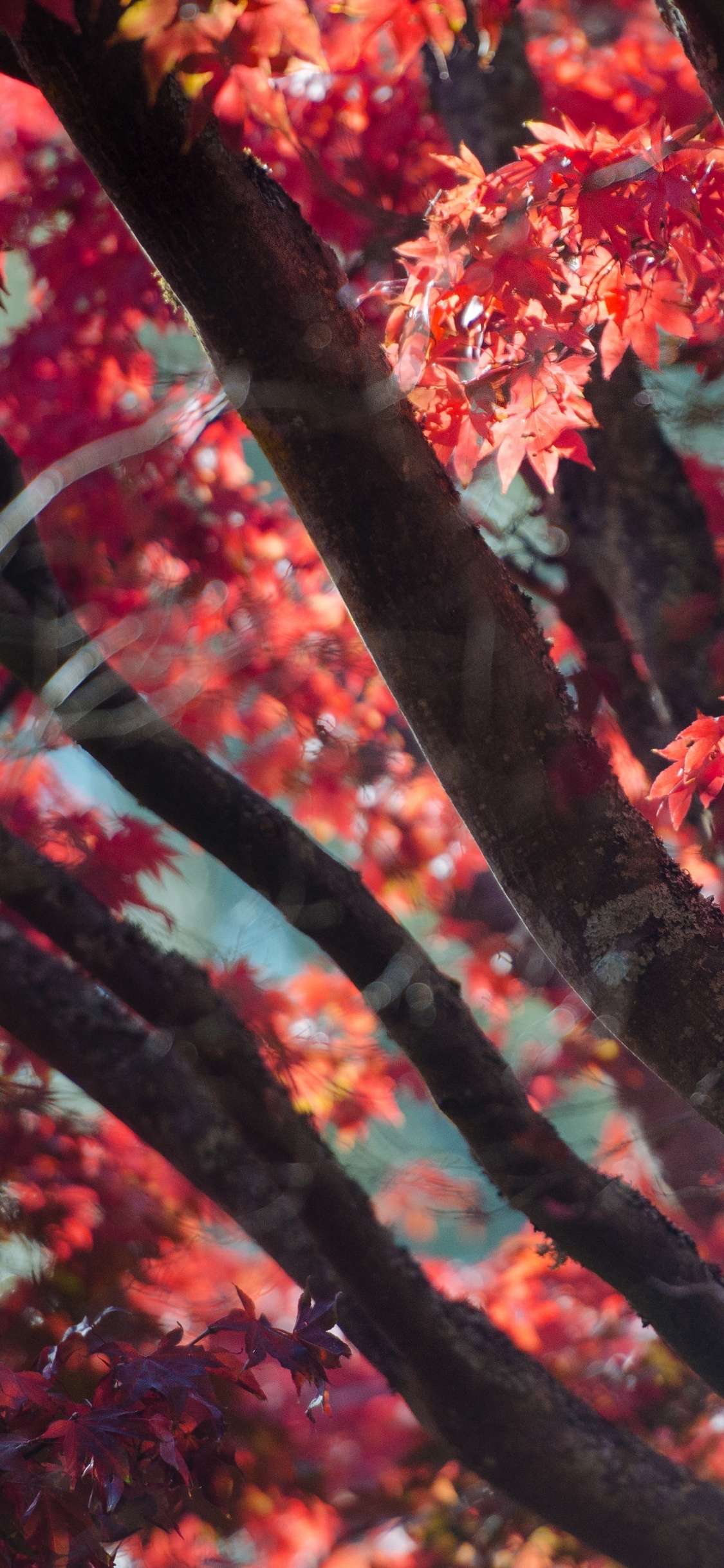 Red, Feuille, Plantes Ligneuses, Printemps, Érable. Wallpaper in 1125x2436 Resolution