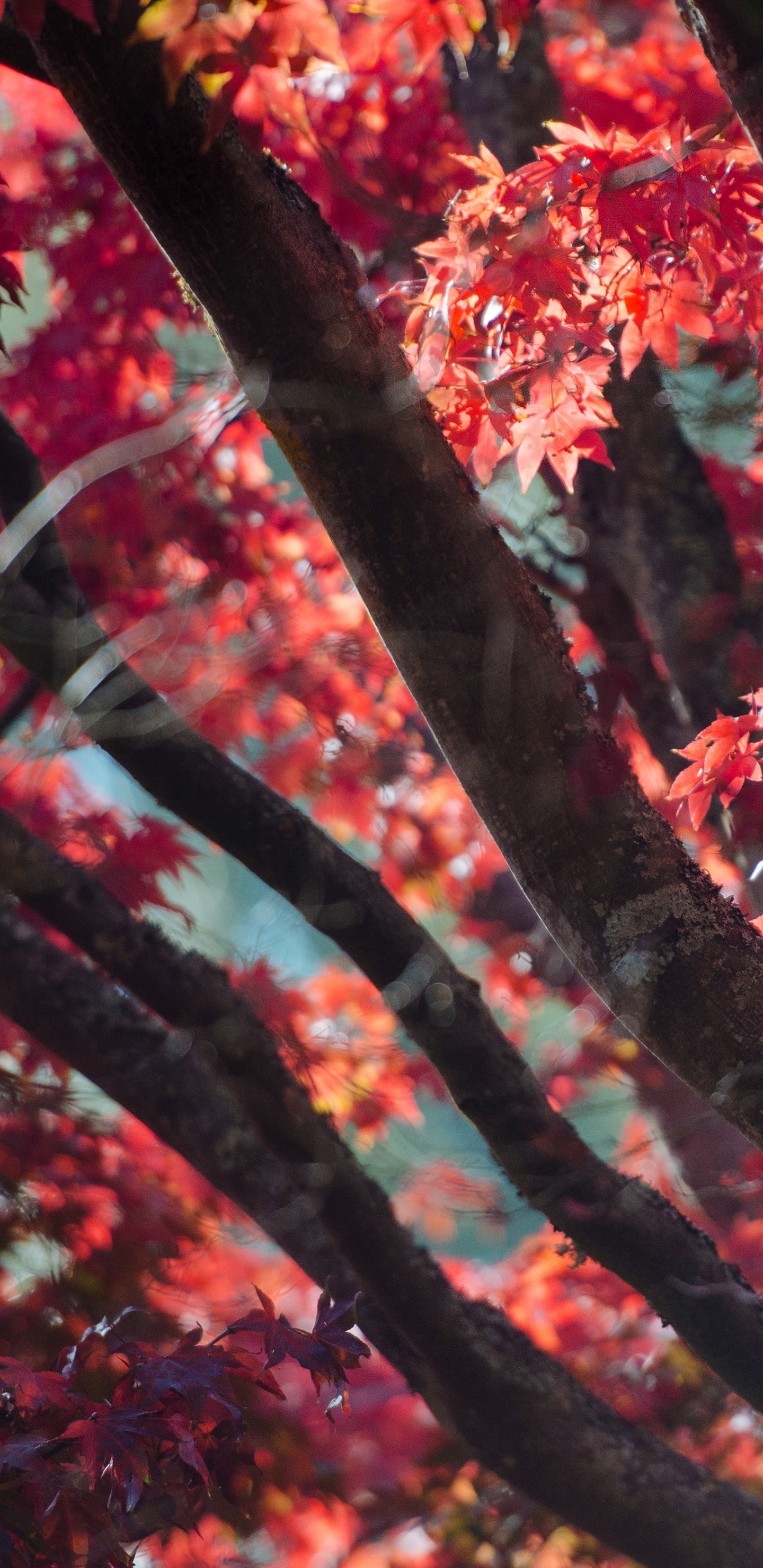 Red, Feuille, Plantes Ligneuses, Printemps, Érable. Wallpaper in 1440x2960 Resolution