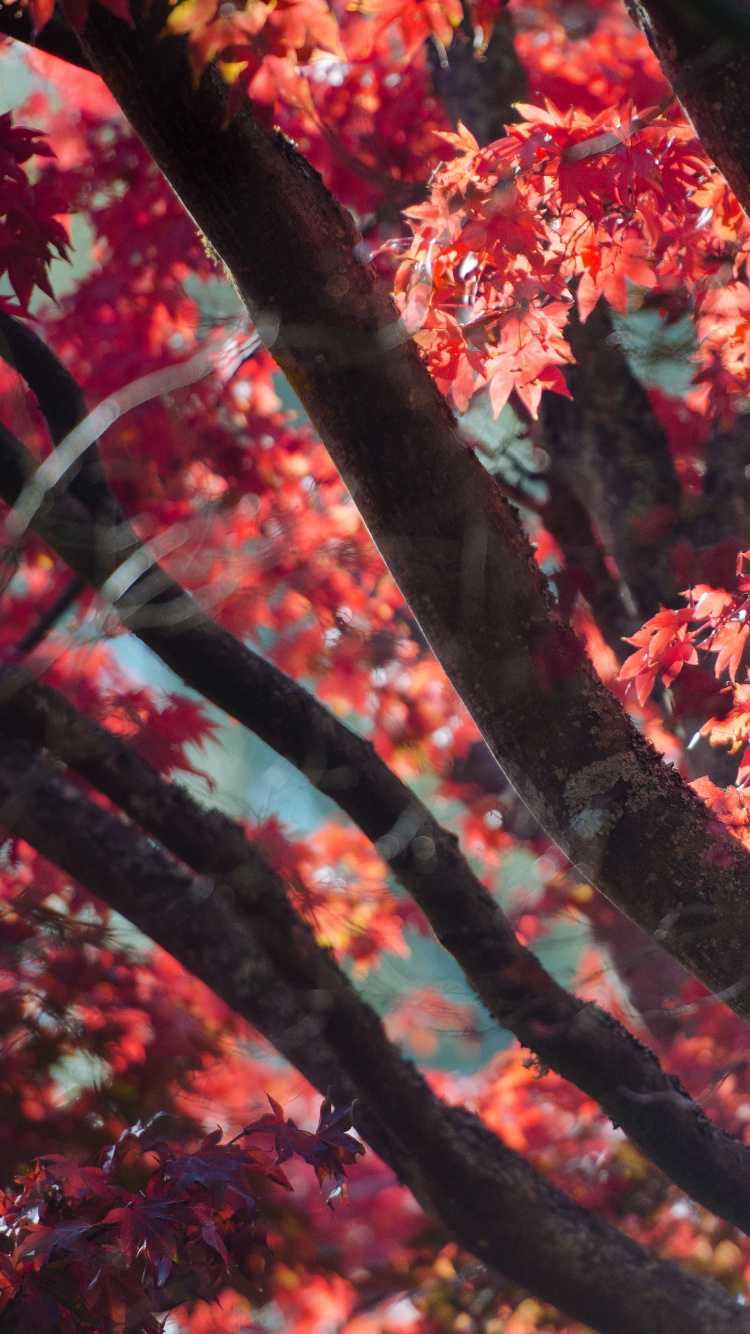 Rojo, Planta Leñosa, Sucursal, Primavera, Arce. Wallpaper in 750x1334 Resolution