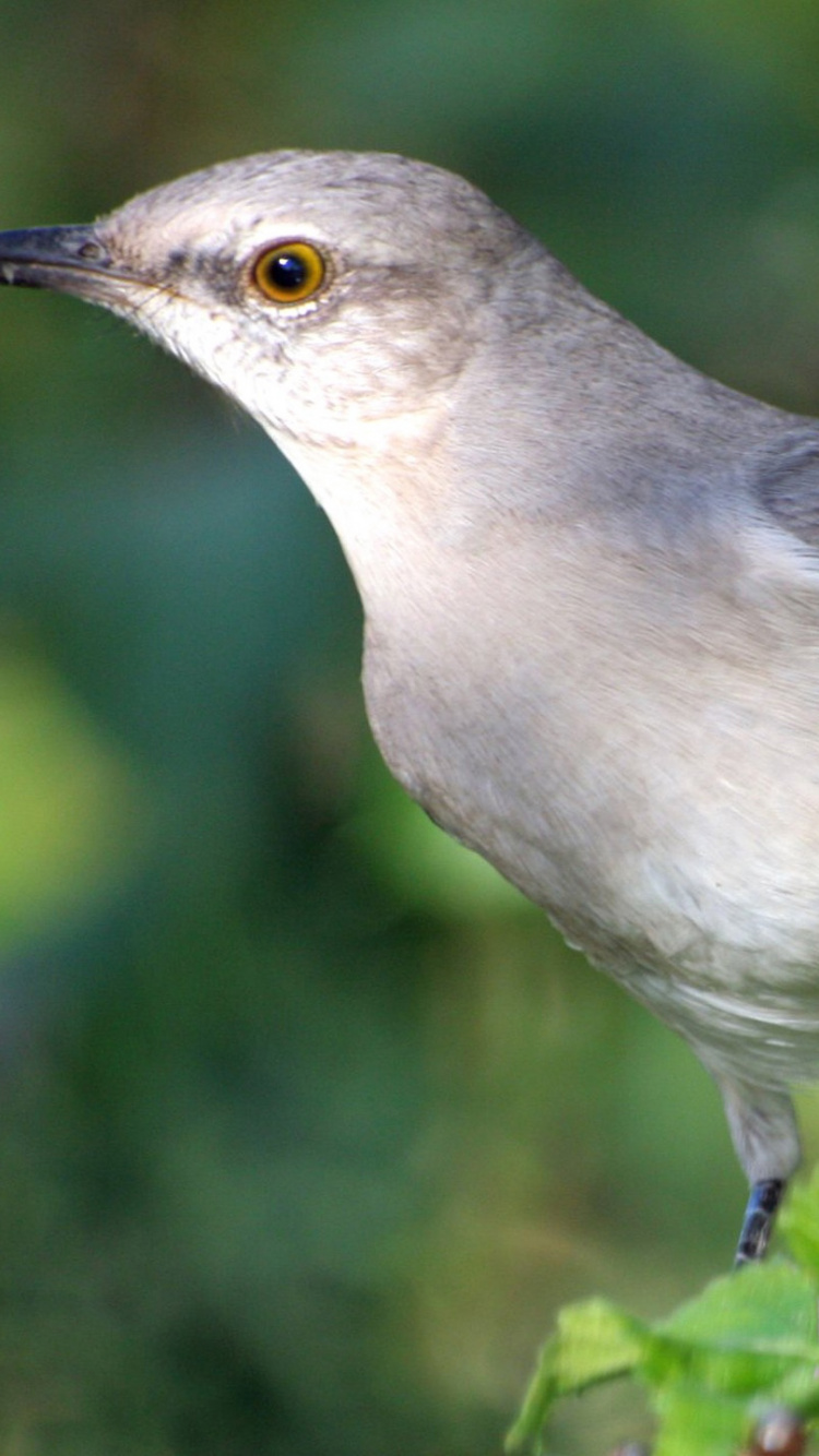 Pájaro Gris y Blanco en Planta Verde. Wallpaper in 750x1334 Resolution
