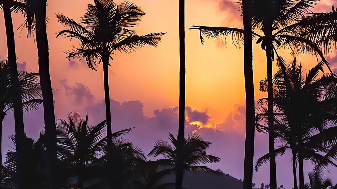 Afterglow, Water, Light, Tree, Plant. Wallpaper in 1280x720 Resolution