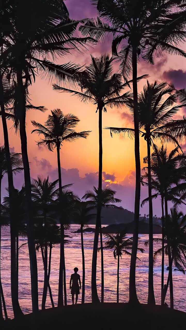 Afterglow, Water, Light, Tree, Plant. Wallpaper in 720x1280 Resolution