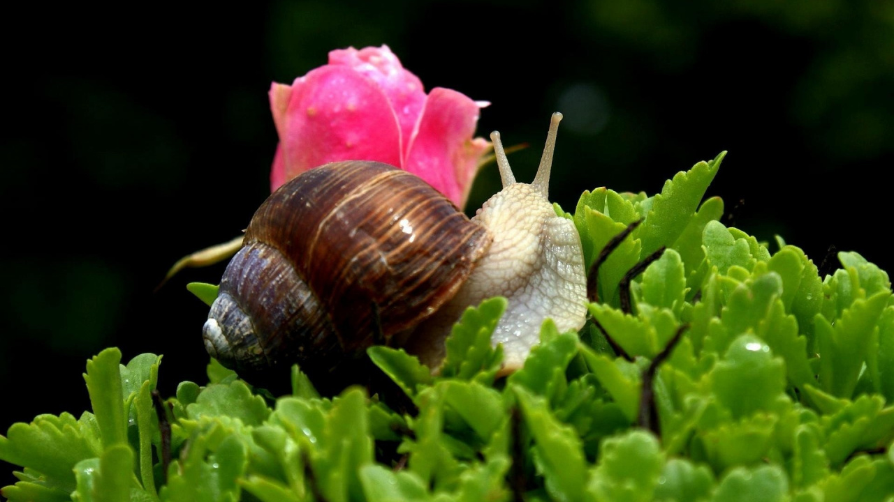 Braune Schnecke Auf Rosa Blume. Wallpaper in 1280x720 Resolution