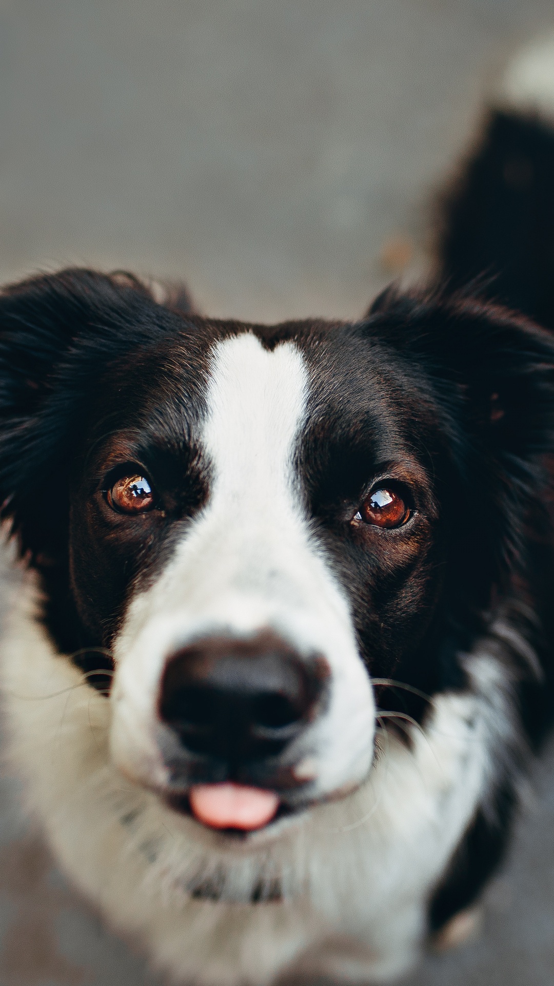 Black and White Border Collie. Wallpaper in 1080x1920 Resolution