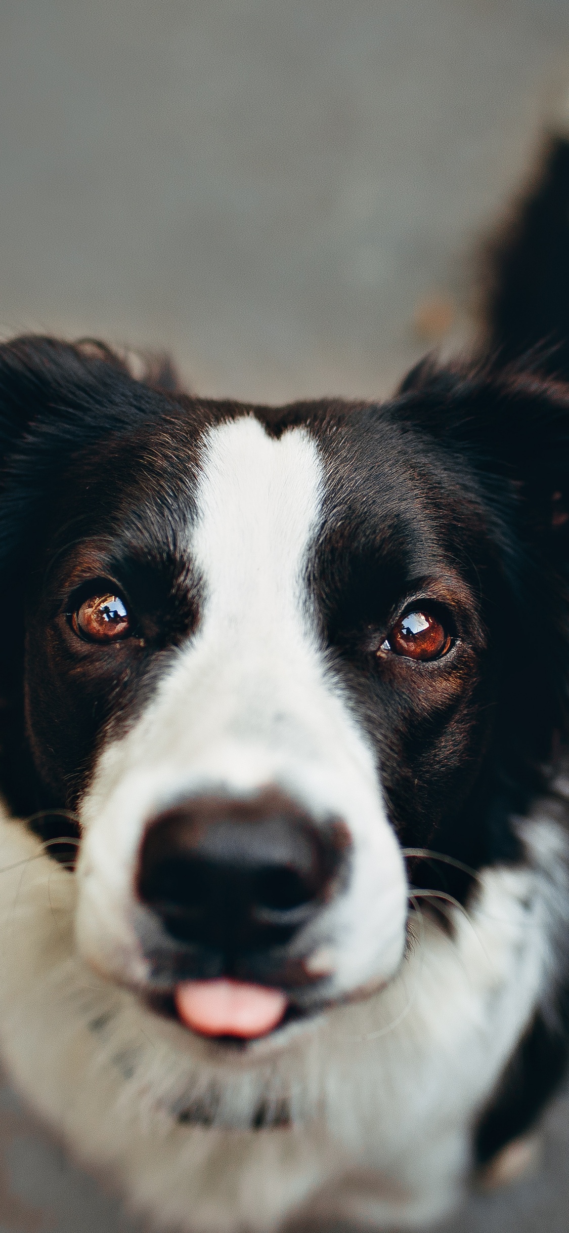 Black and White Border Collie. Wallpaper in 1125x2436 Resolution