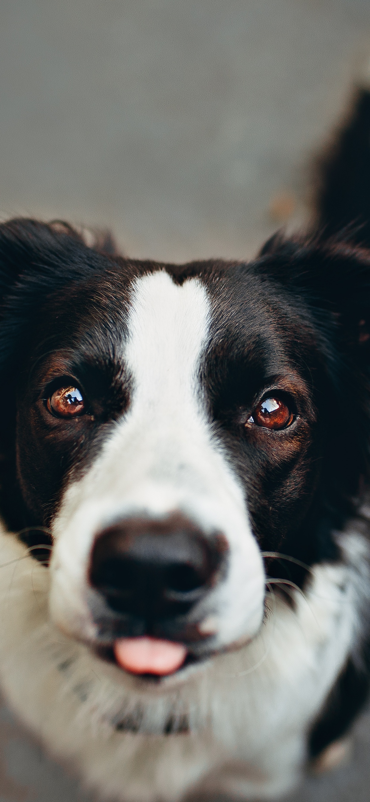 Black and White Border Collie. Wallpaper in 1242x2688 Resolution