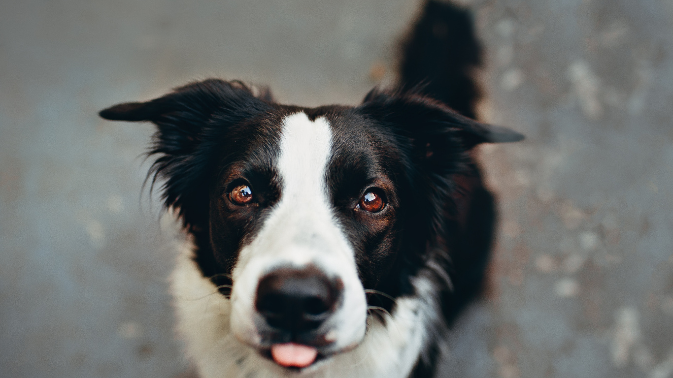 Black and White Border Collie. Wallpaper in 1366x768 Resolution