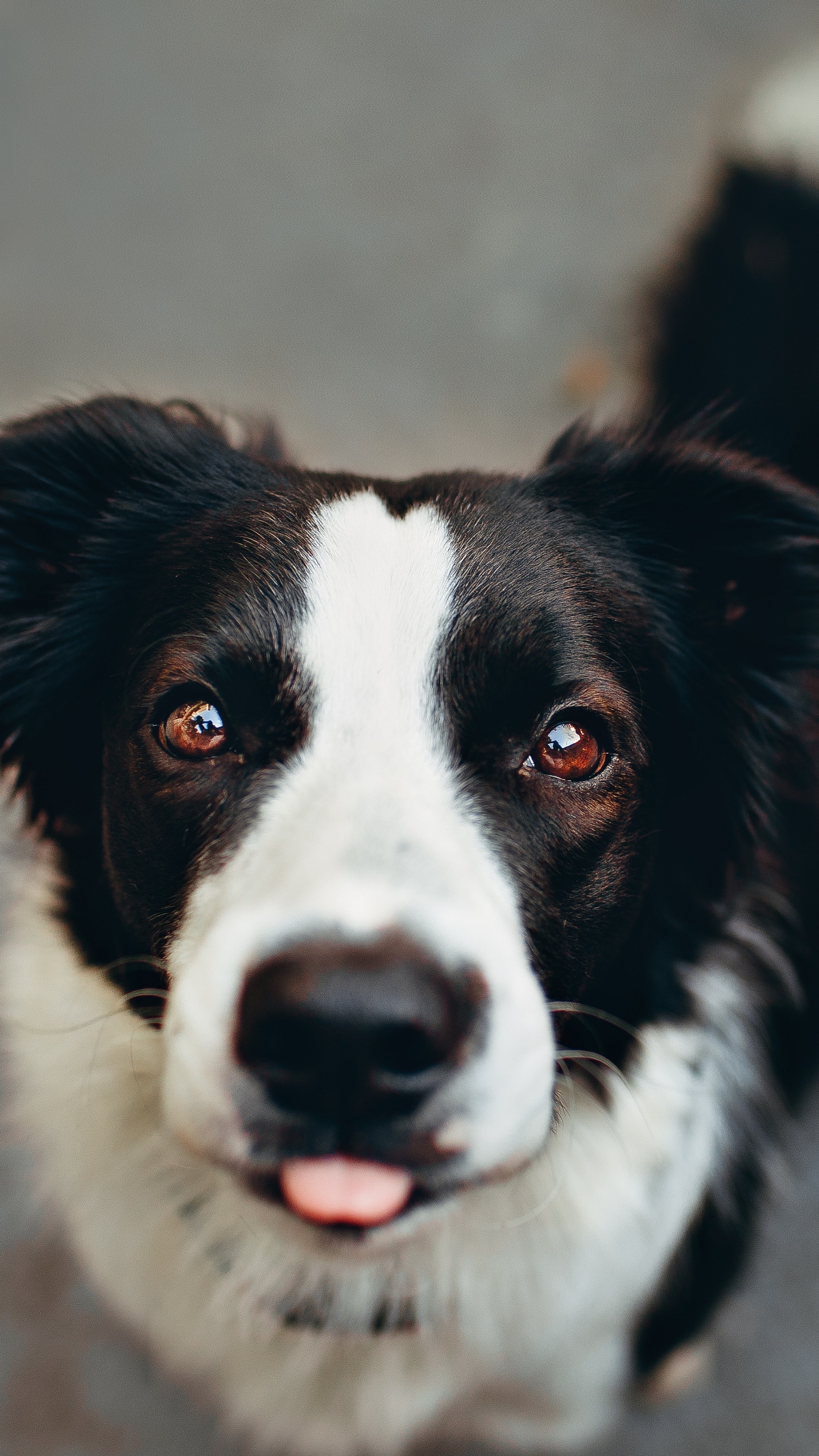 Black and White Border Collie. Wallpaper in 1440x2560 Resolution