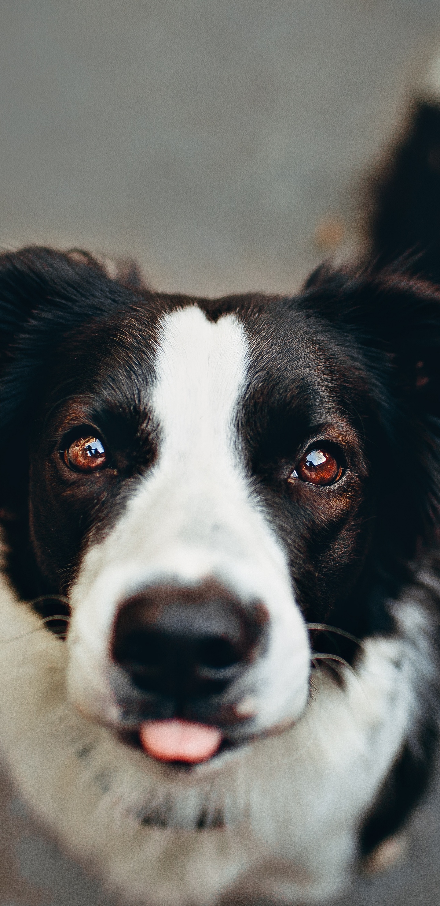 Black and White Border Collie. Wallpaper in 1440x2960 Resolution