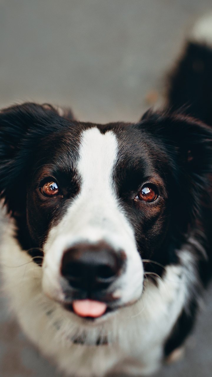 Black and White Border Collie. Wallpaper in 720x1280 Resolution