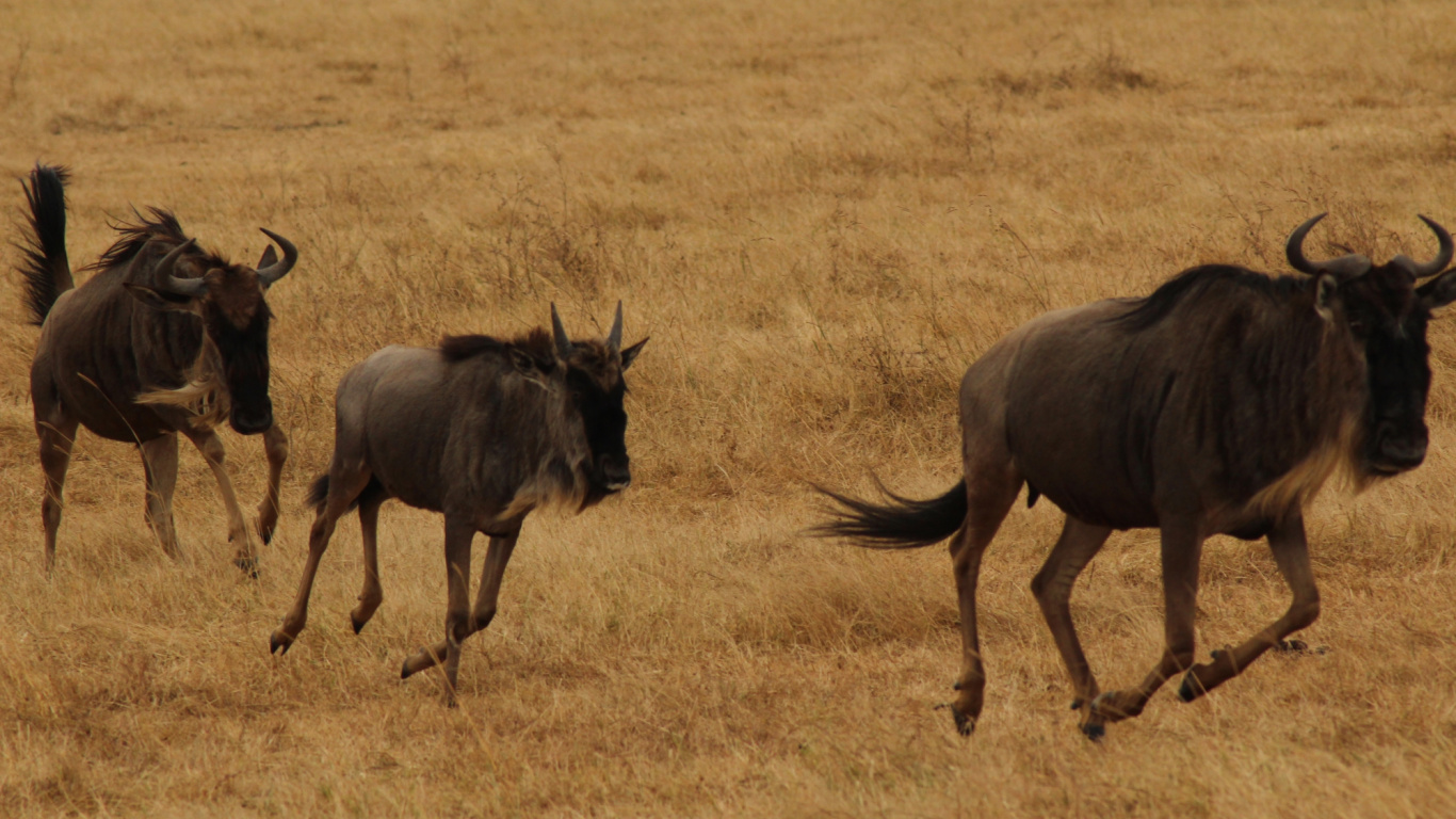 Cheval Noir Sur Terrain D'herbe Brune Pendant la Journée. Wallpaper in 1366x768 Resolution