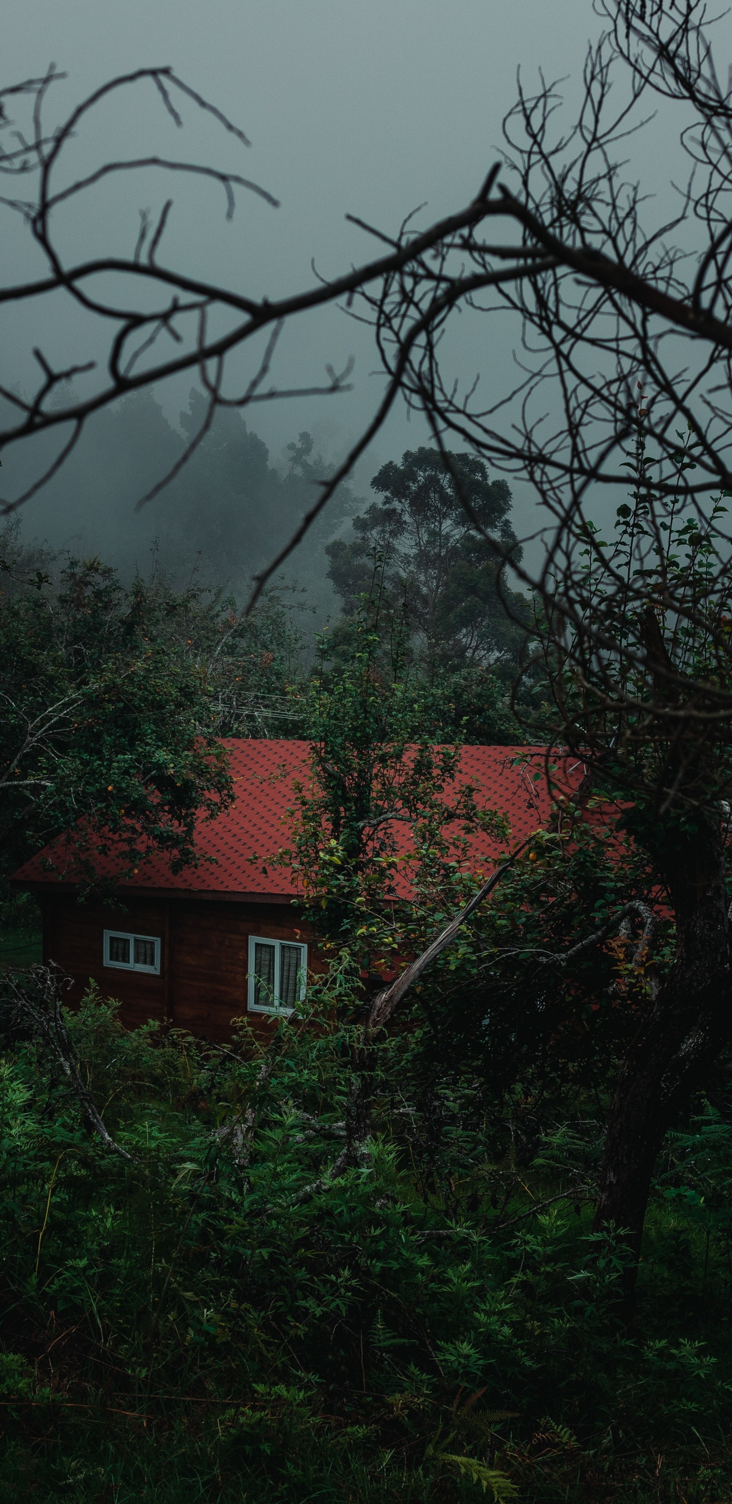 Nature, Green, Végétation, Matin, Feuille. Wallpaper in 1440x2960 Resolution