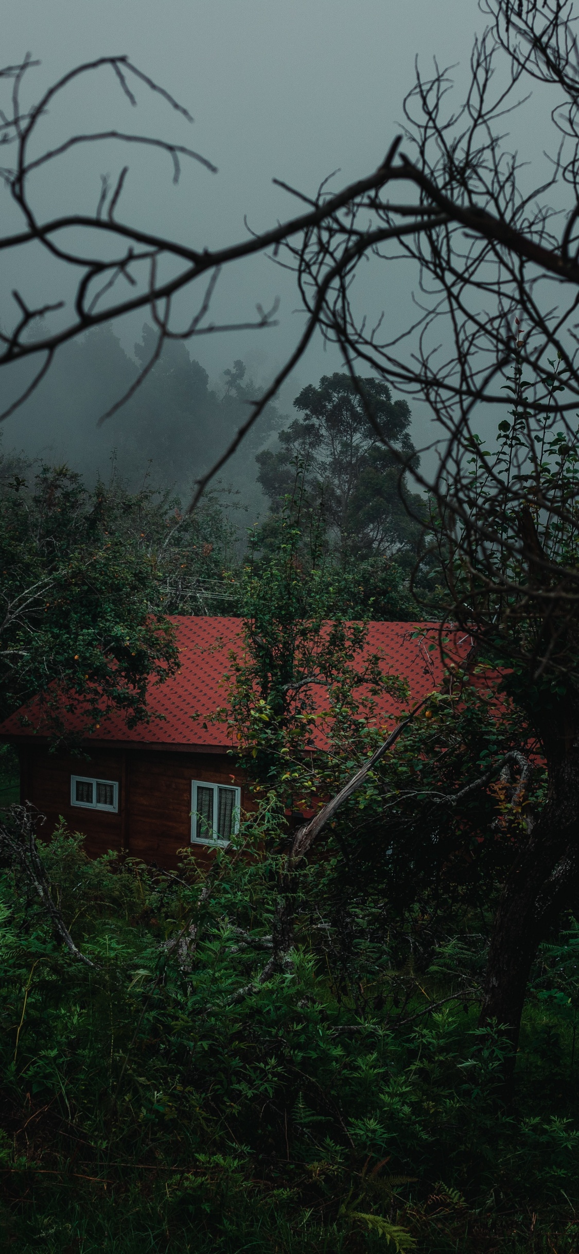 Natur, Gr, Baum, Vegetation, Branch. Wallpaper in 1125x2436 Resolution