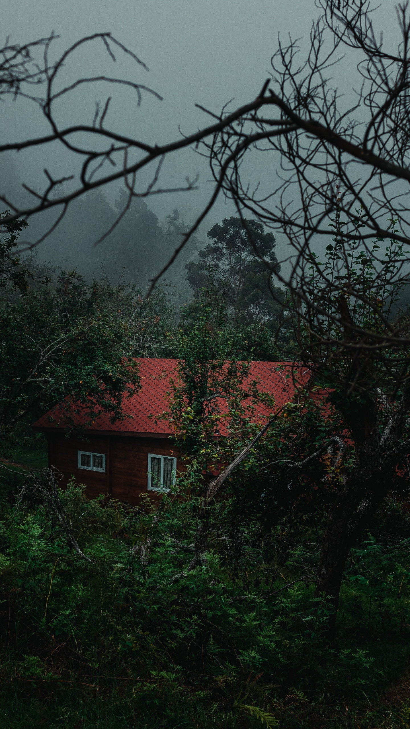 Nature, Green, Tree, Vegetation, Branch. Wallpaper in 1440x2560 Resolution