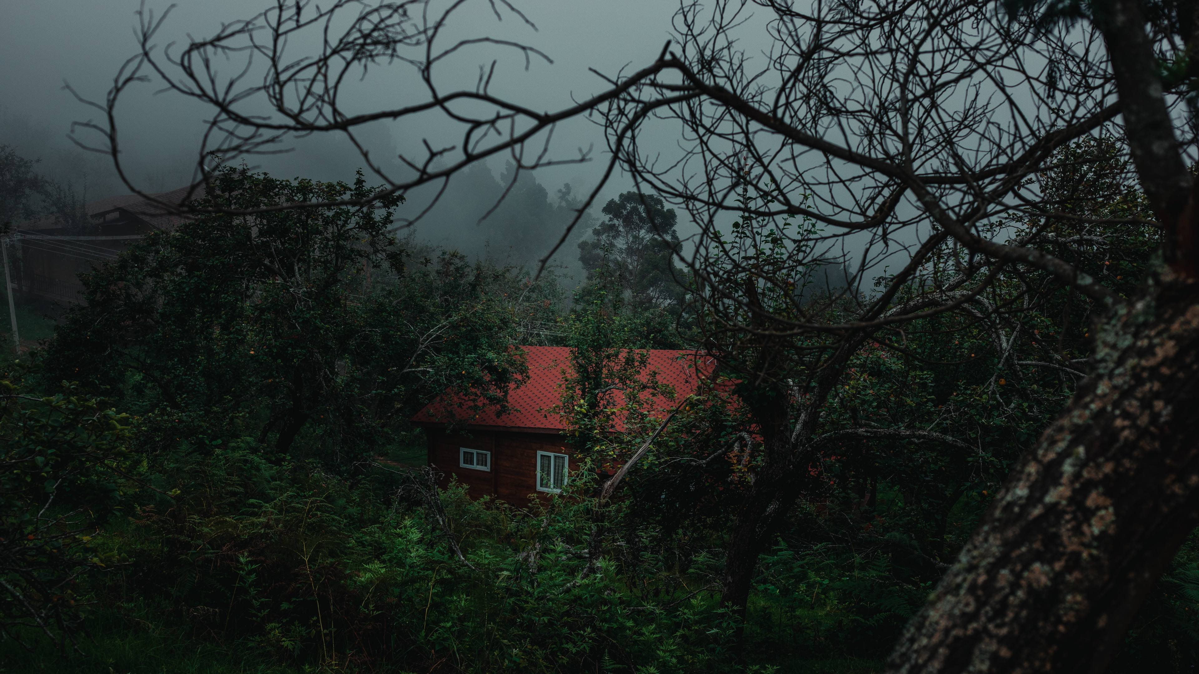 Nature, Green, Tree, Vegetation, Branch. Wallpaper in 3840x2160 Resolution