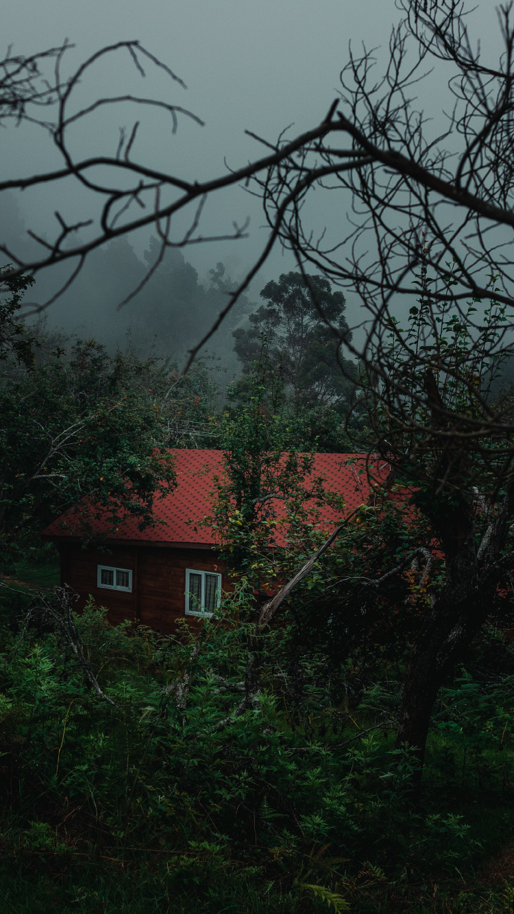 性质, 绿色的, 植被, 早上, 气氛 壁纸 750x1334 允许