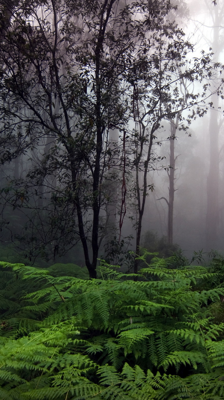 Green Grass and Trees Covered With Fog. Wallpaper in 750x1334 Resolution