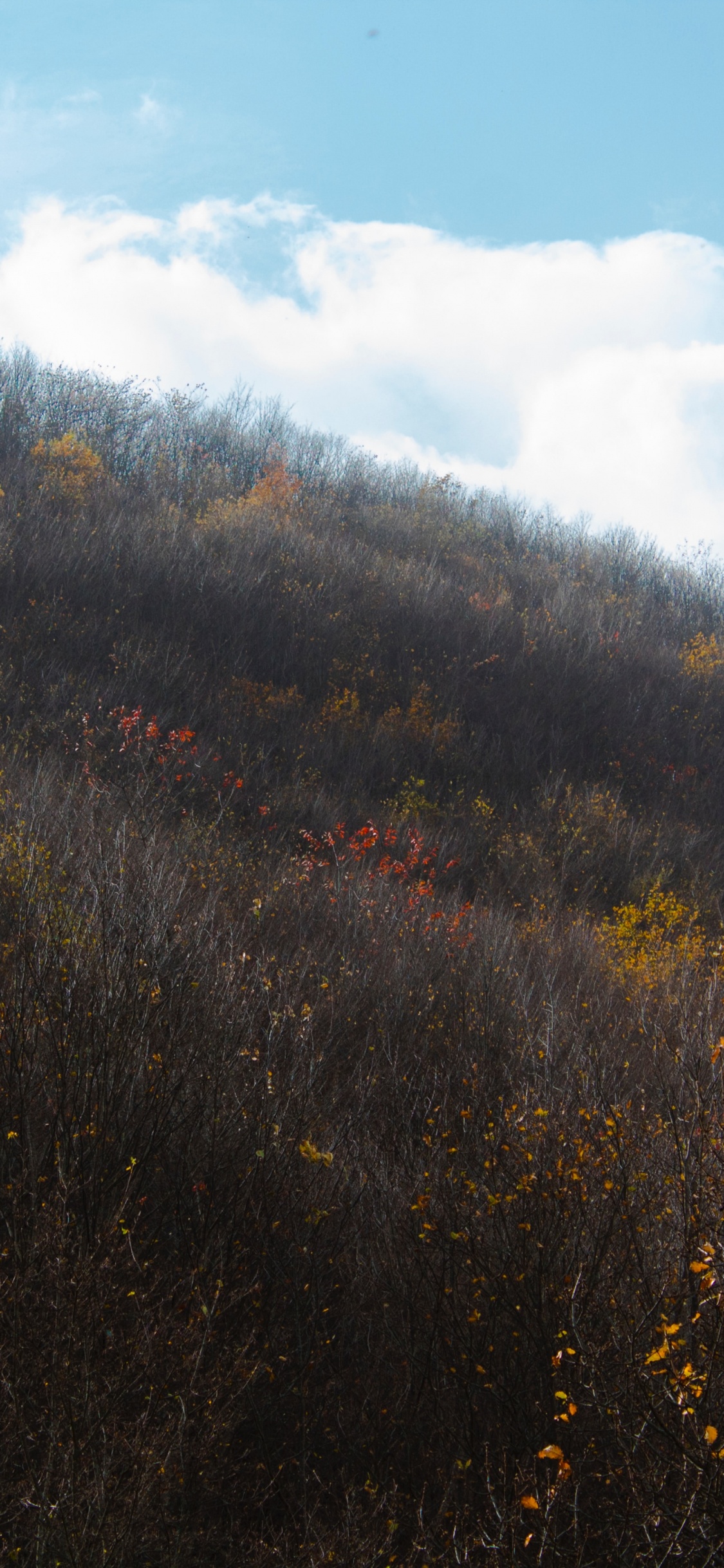 Feuille, Matin, Colline, Chaparral, Feuillu. Wallpaper in 1125x2436 Resolution