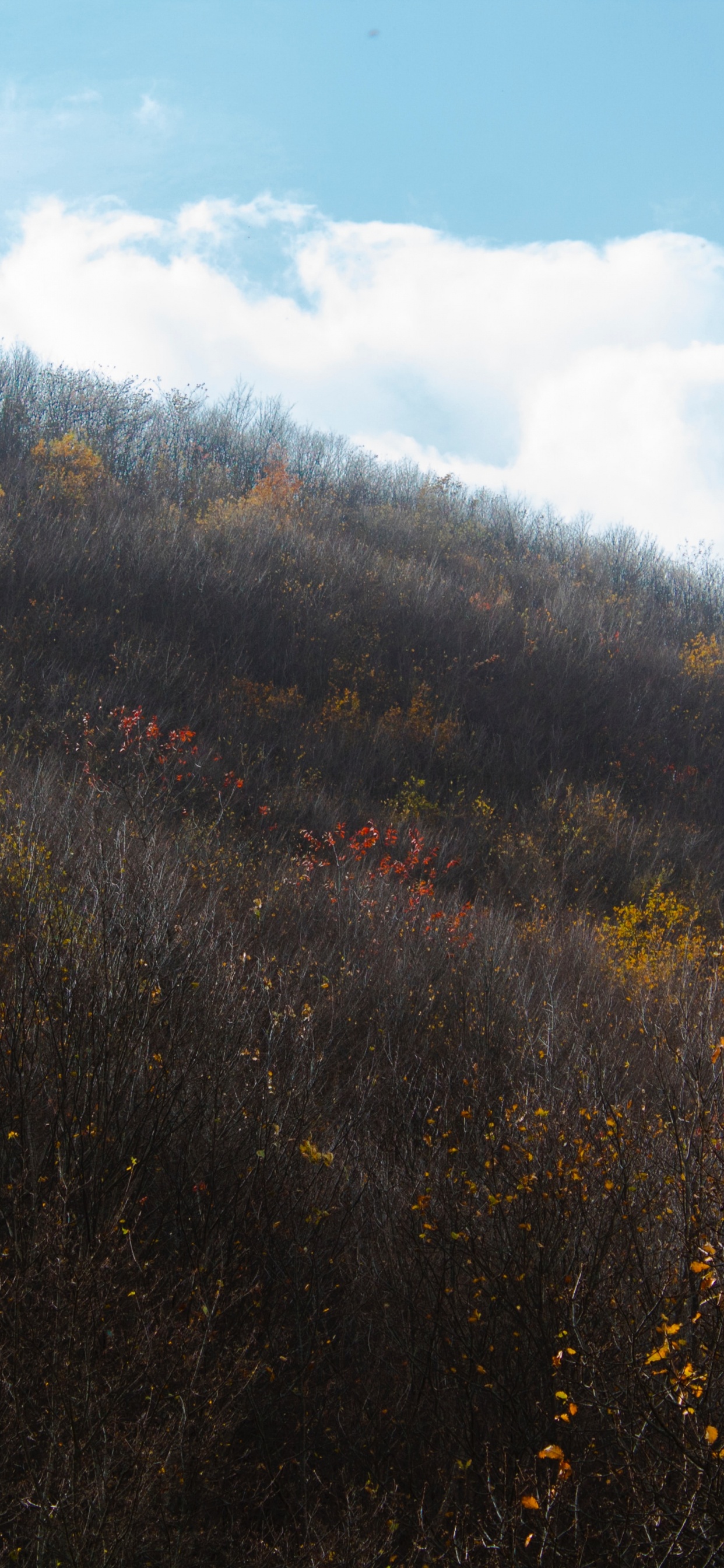 Feuille, Matin, Colline, Chaparral, Feuillu. Wallpaper in 1242x2688 Resolution