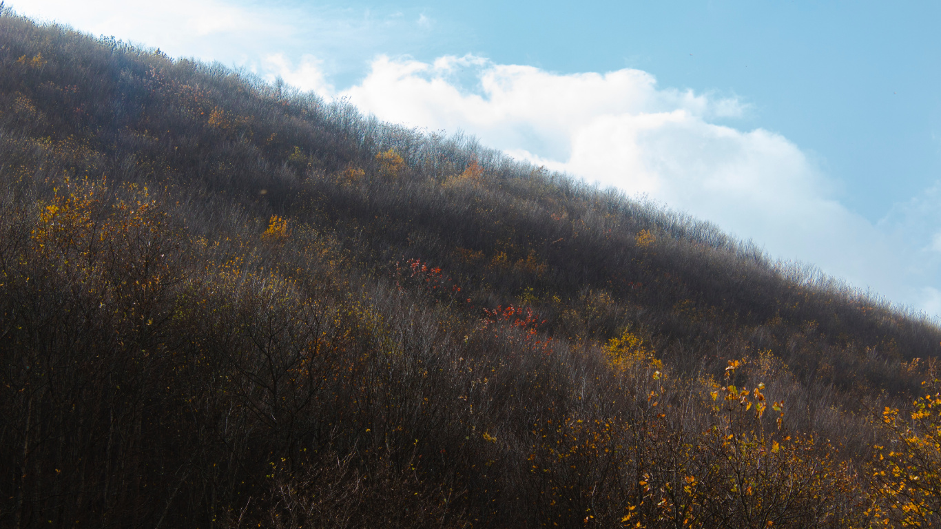 Feuille, Matin, Colline, Chaparral, Feuillu. Wallpaper in 1366x768 Resolution