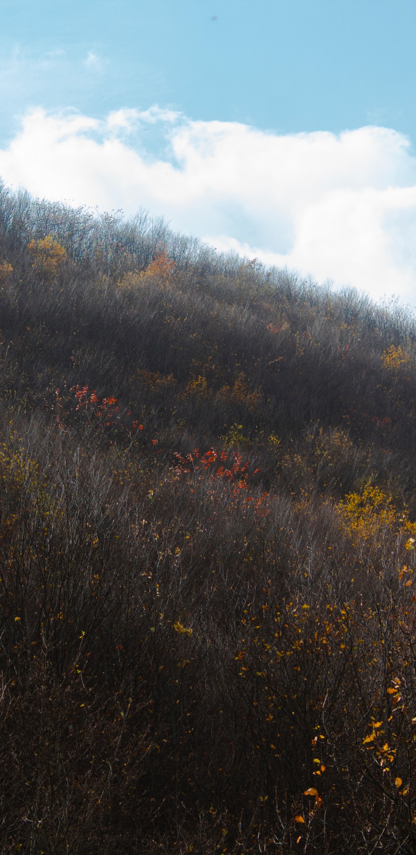 Feuille, Matin, Colline, Chaparral, Feuillu. Wallpaper in 1440x2960 Resolution