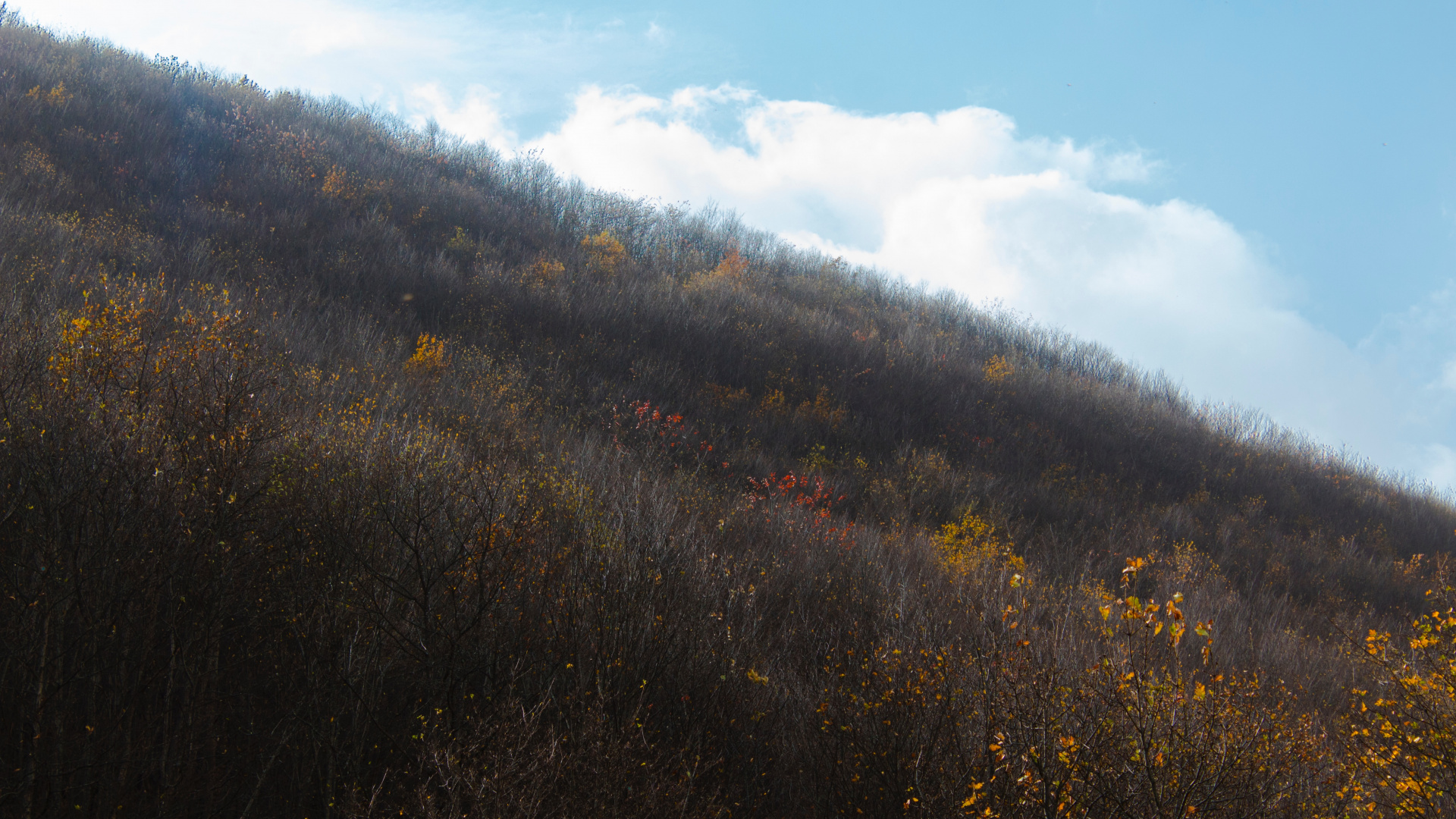 Blatt, Morgen, Sonnenlicht, Baum, Hill. Wallpaper in 1920x1080 Resolution