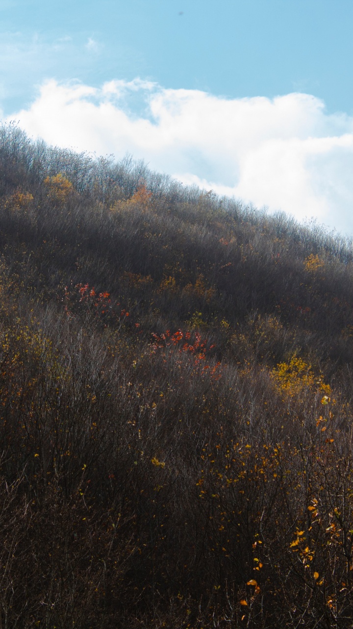Blatt, Morgen, Sonnenlicht, Baum, Hill. Wallpaper in 720x1280 Resolution