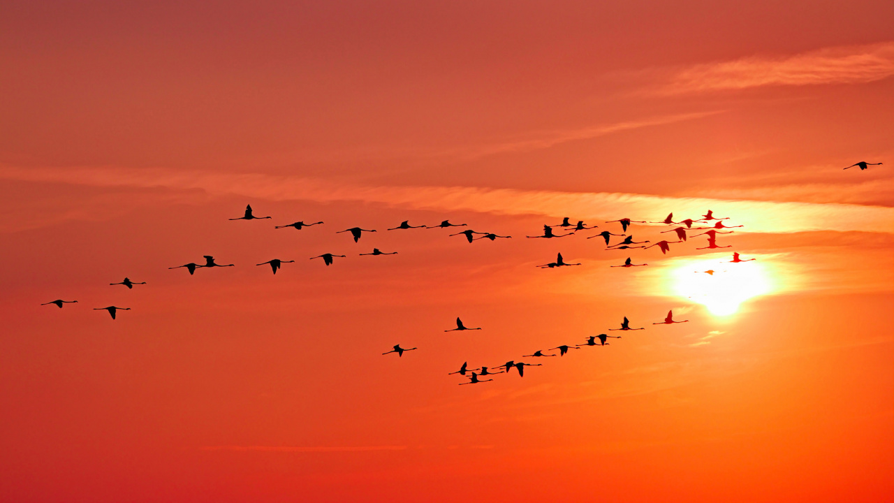 Vögel, Die Bei Sonnenuntergang Über Das Meer Fliegen Sea. Wallpaper in 1280x720 Resolution