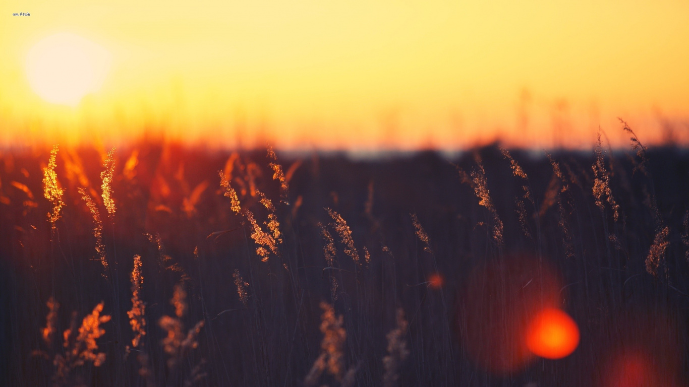 Silhouette de Plantes Pendant le Coucher du Soleil. Wallpaper in 1366x768 Resolution