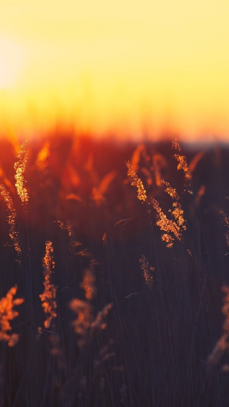 Silhouette de Plantes Pendant le Coucher du Soleil. Wallpaper in 750x1334 Resolution