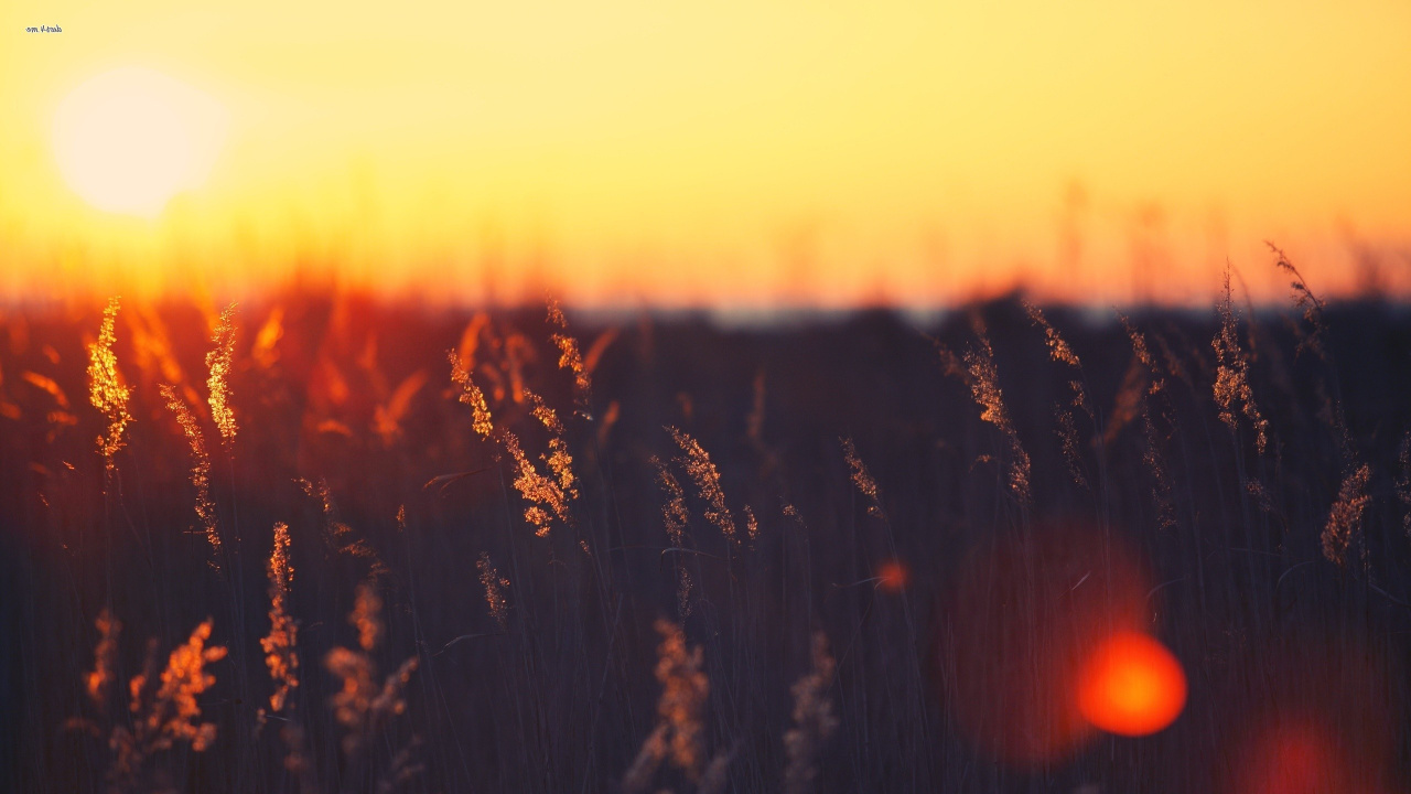 Silhouette of Plants During Sunset. Wallpaper in 1280x720 Resolution