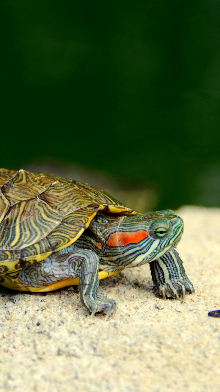 Tortue Brune et Noire Sur le Sable Blanc. Wallpaper in 750x1334 Resolution
