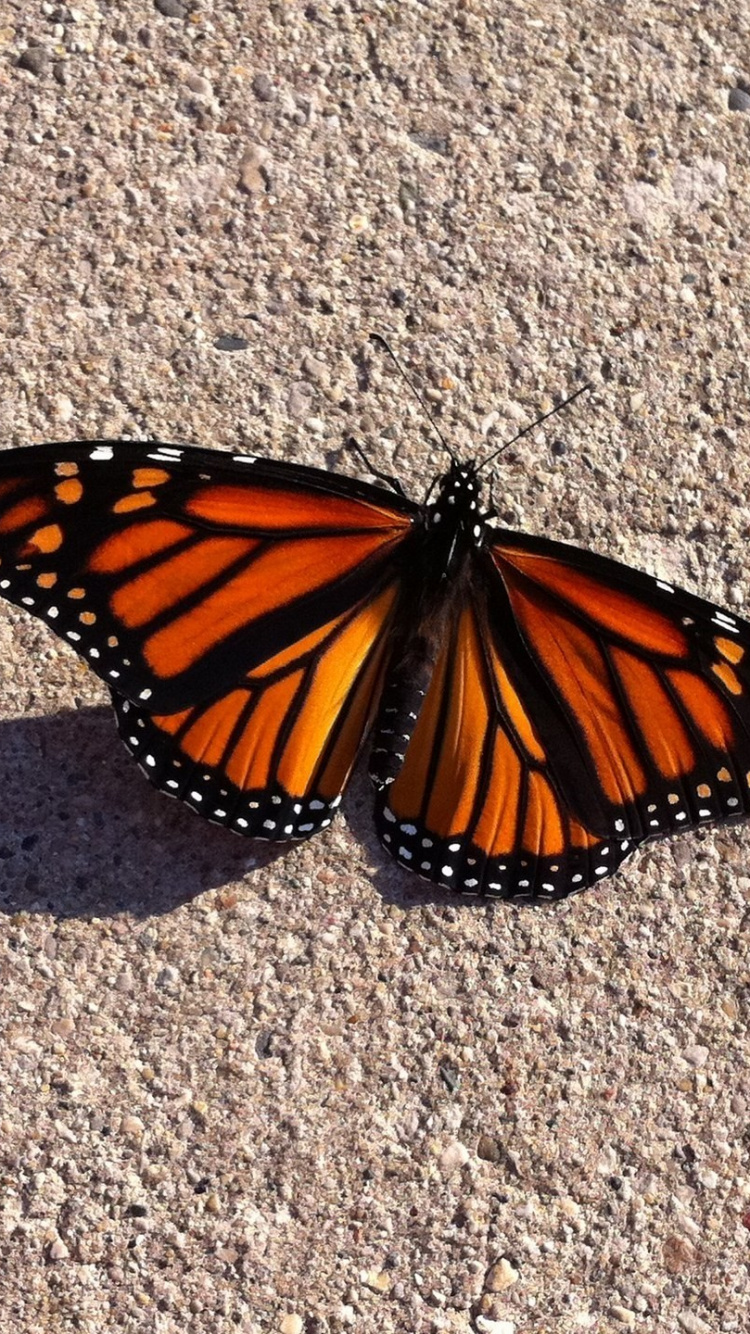 Mariposa Monarca en Textil Gris. Wallpaper in 750x1334 Resolution