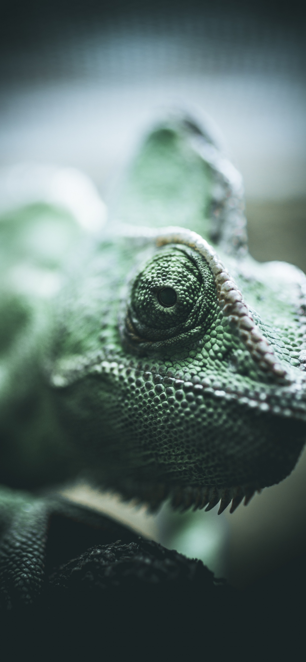 Grünes Chamäleon Auf Braunem Holzstab. Wallpaper in 1242x2688 Resolution