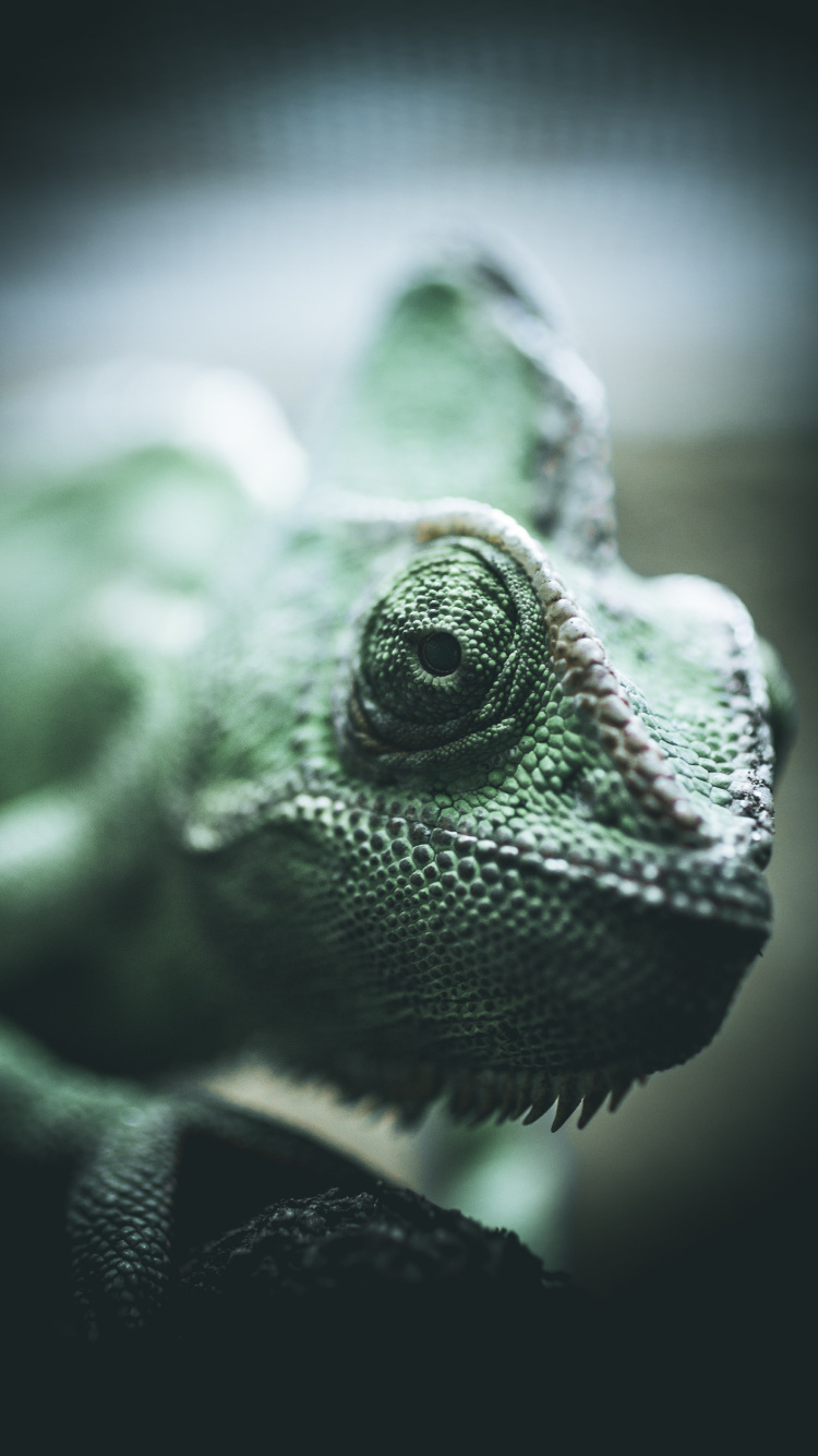 Caméléon Vert Sur Bâton en Bois Marron. Wallpaper in 750x1334 Resolution